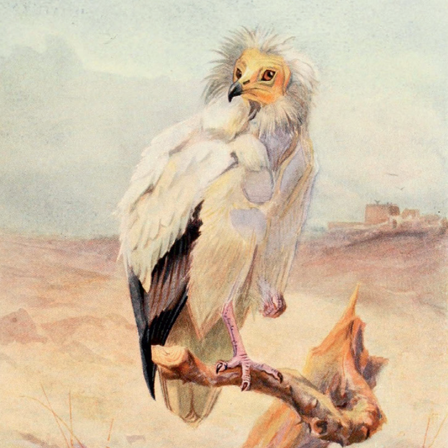 upload to Internet Archive