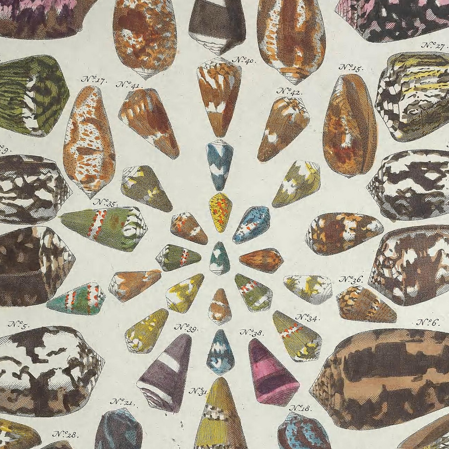 collection of shells