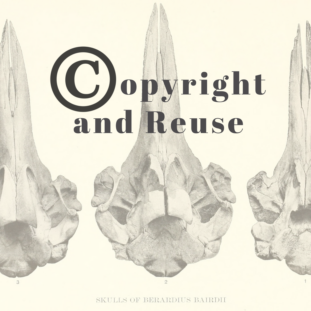 Copyright and Reuse