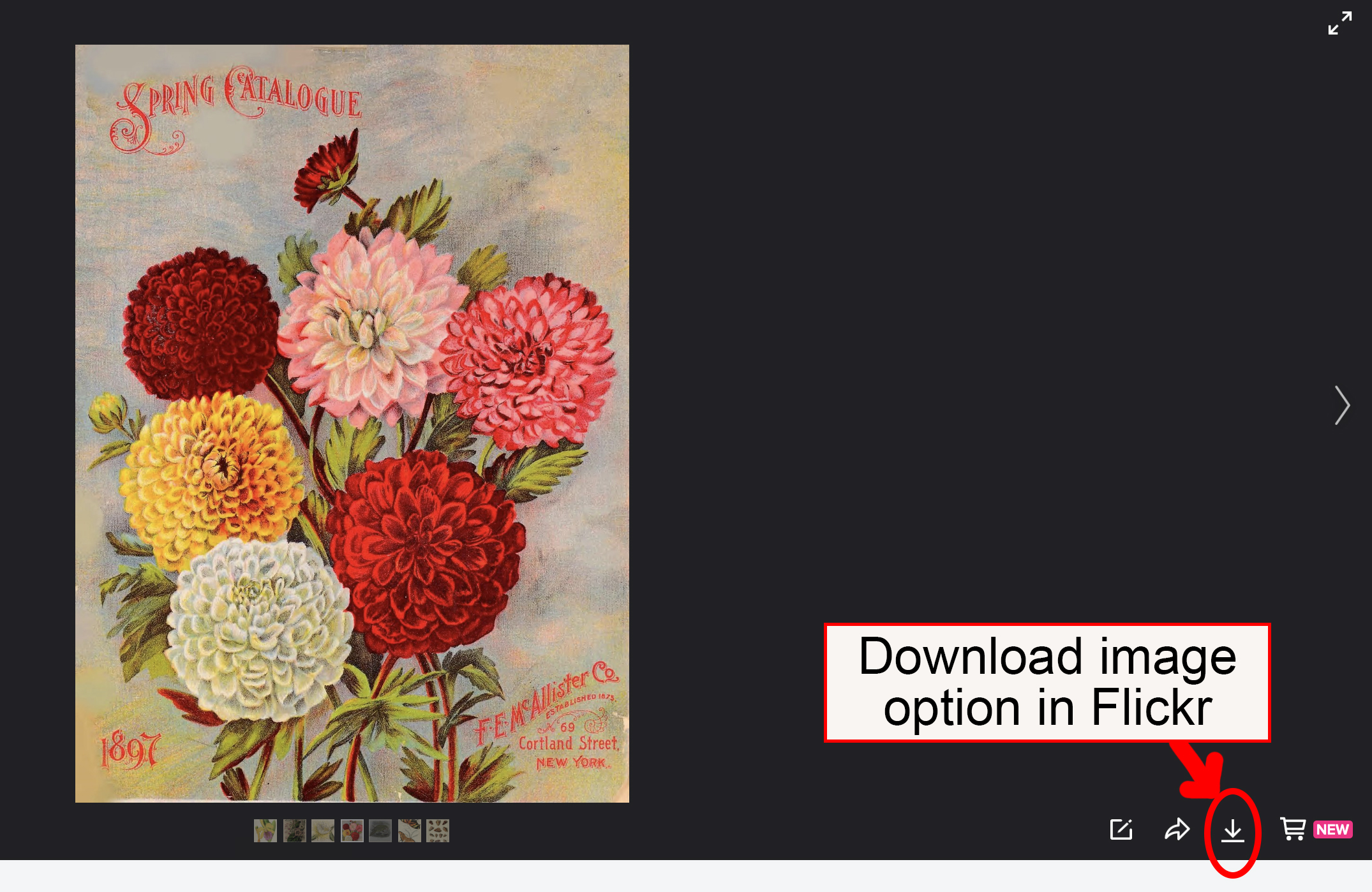 download button in Flickr